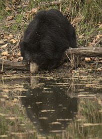 bear